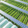 Solar Farm Agricultural System Kits de paneles solares para el sistema de montaje de tierra fotovoltaica Farm de energía solar